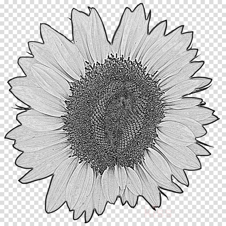 Free Free 206 Sunflower Clipart Black And White Png SVG PNG EPS DXF File