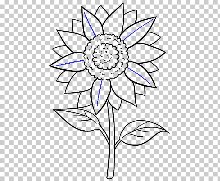 728x600 drawing common sunflower black and white sketch, sunflower draw - Sunflower Drawing Black And White
