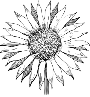 315x340 transparent sunflowers black and white huge freebie! download - Sunflower Drawing Black And White