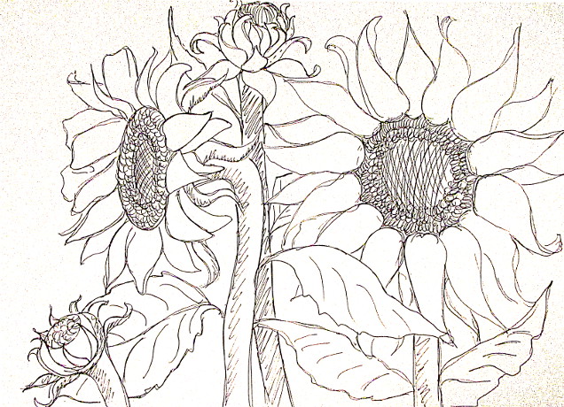 636x460 how to draw sunflowers - Sunflower Drawing Black And White