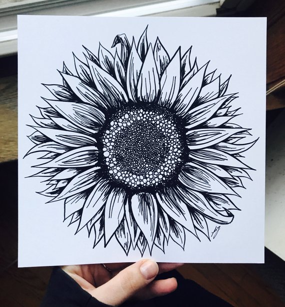 570x613 sunflower art print black white flower sunflower etsy - Sunflower Drawing Black And White