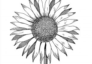 300x210 Sunflower Drawing Flowers Picture Black And White Techflourish - Sunflower Drawing Black And White