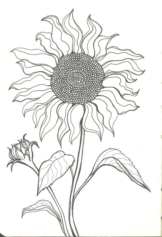 Sunflower Drawing Black And White at PaintingValley.com | Explore ...