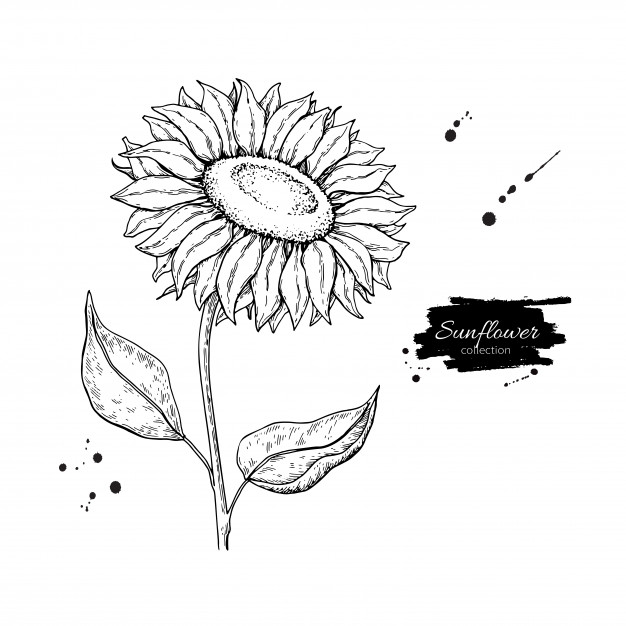626x626 Sunflower Vectors, Photos And Free Download - Sunflower Drawing Black And White