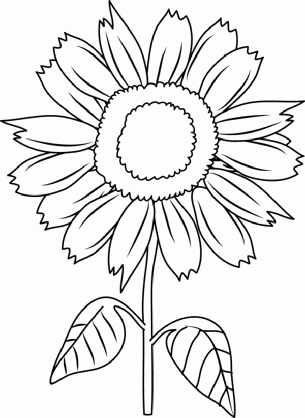 600x821 Fresh Sunflower Diagram - Sunflower Drawing Black And White