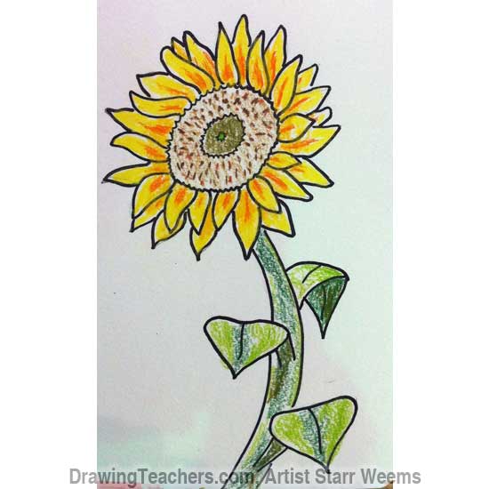 550x550 How To Draw A Sunflower - Sunflower Drawing Color