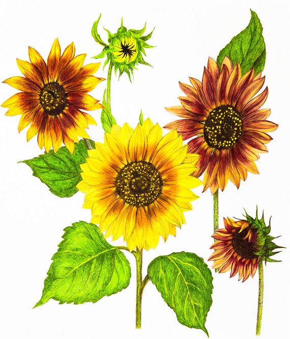 570x666 italian sunflowers flowers nature colored pencil drawing etsy - Sunflower Drawing Color