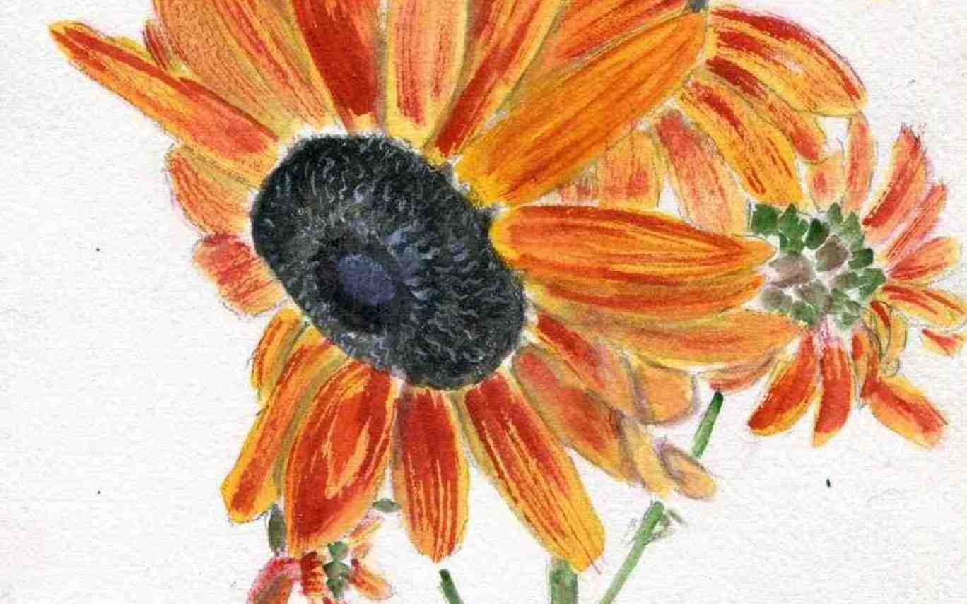 1368x855 Sunflower Drawing Color - Sunflower Drawing Color