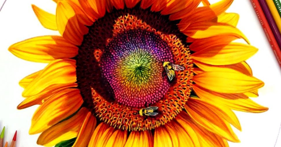 972x510 Sunflower Drawing Color Amazing Wallpapers - Sunflower Drawing Color