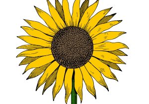 300x210 sunflower drawing color drawing a sunflower - Sunflower Drawing Color