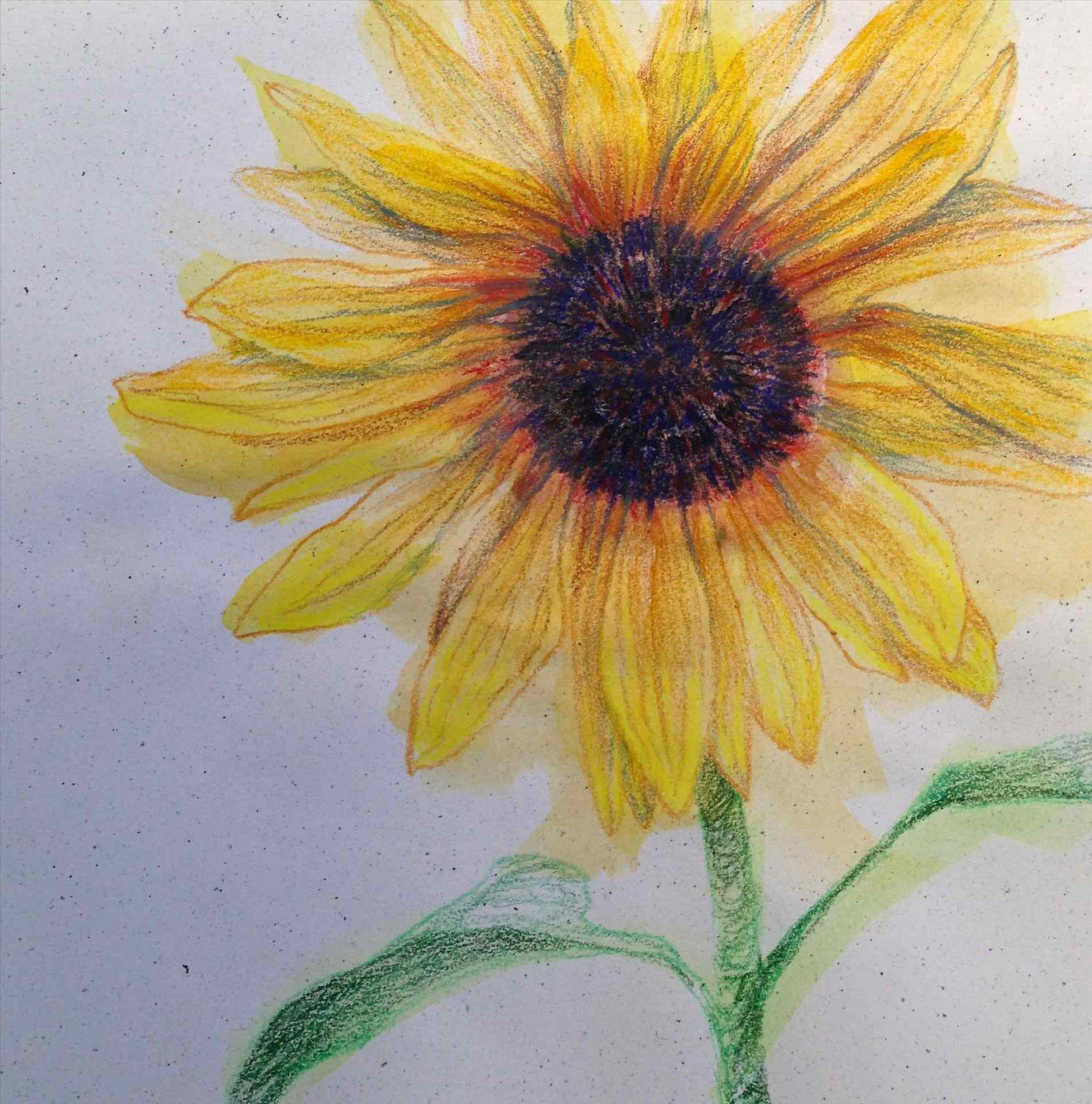 1900x1921 sunflower drawing color and sunflowers drawing color sunflower - Sunflower Drawing Color