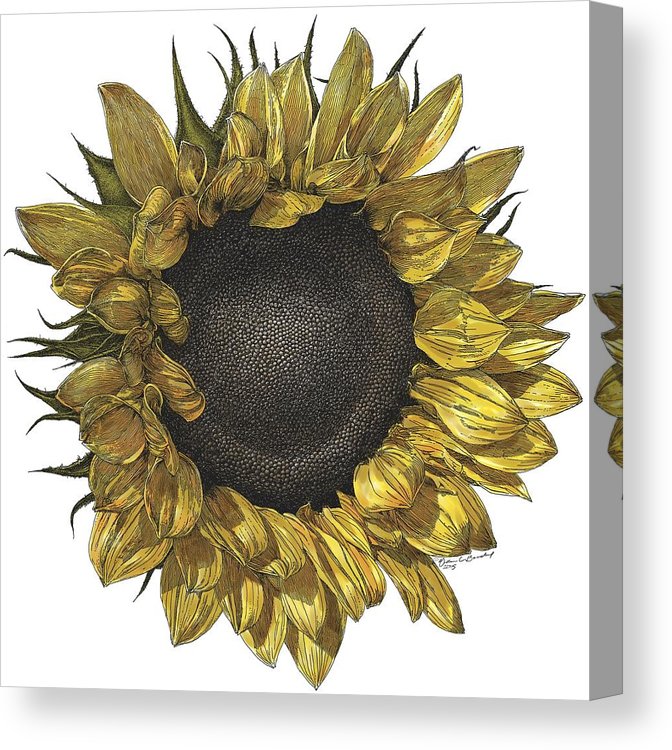 672x750 Sunflower Drawing In Color Canvas Print Canvas Art - Sunflower Drawing Color