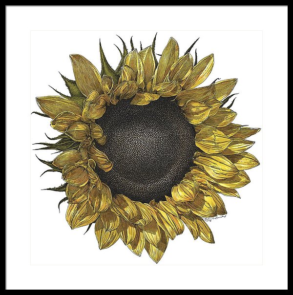 600x604 Sunflower Drawing In Color Framed Print - Sunflower Drawing Color