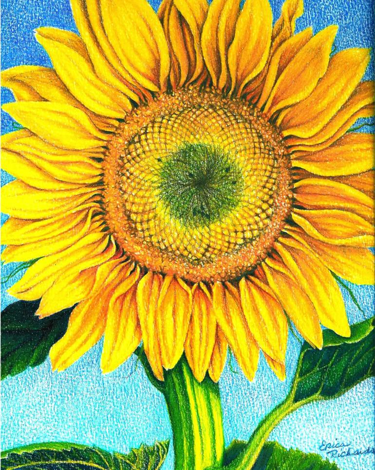 770x963 Sunflower Drawing With Color - Sunflower Drawing Color