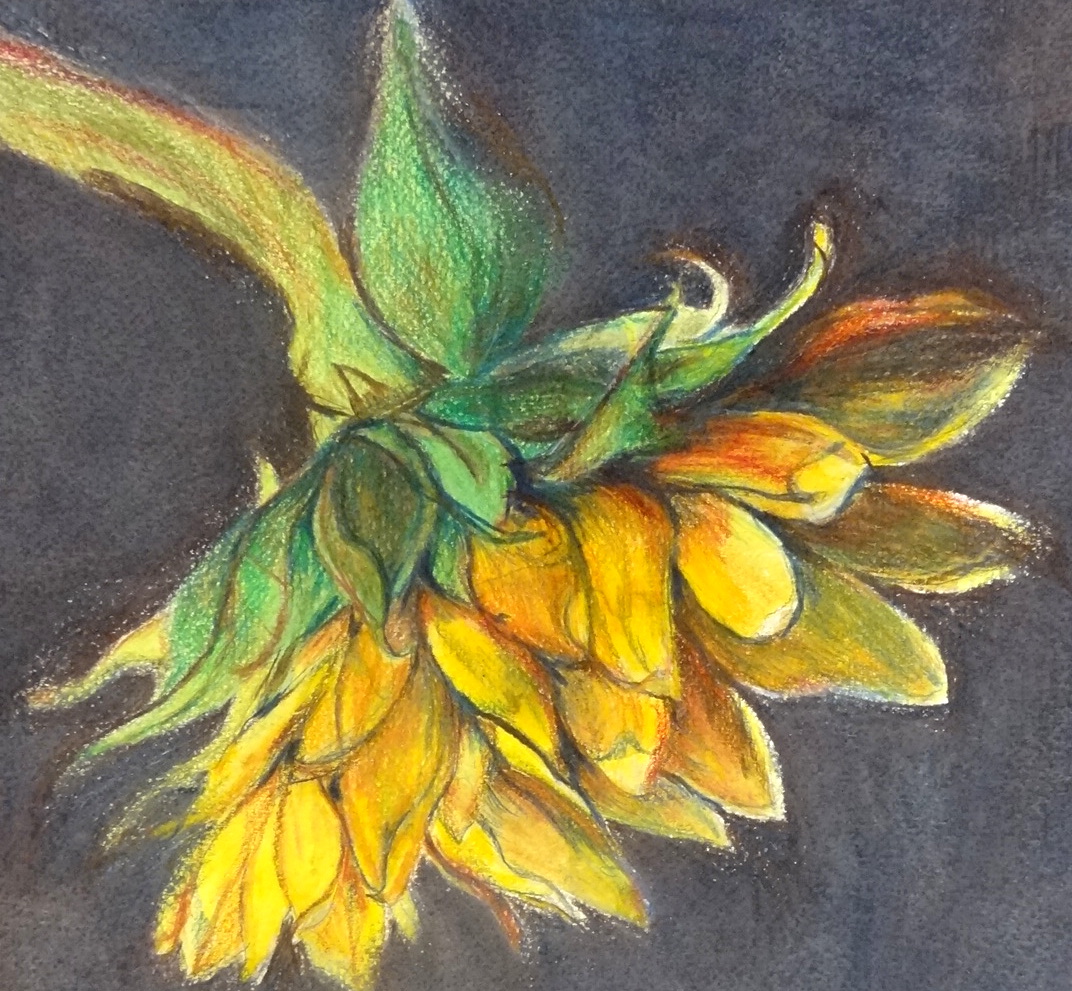 1072x991 sunflowers drawing color pencils - Sunflower Drawing Color