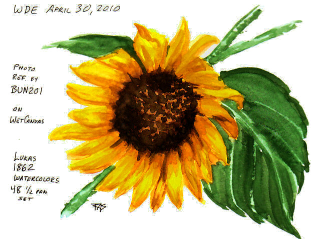 621x478 wde april sunflower, maybe mi - Sunflower Drawing Color