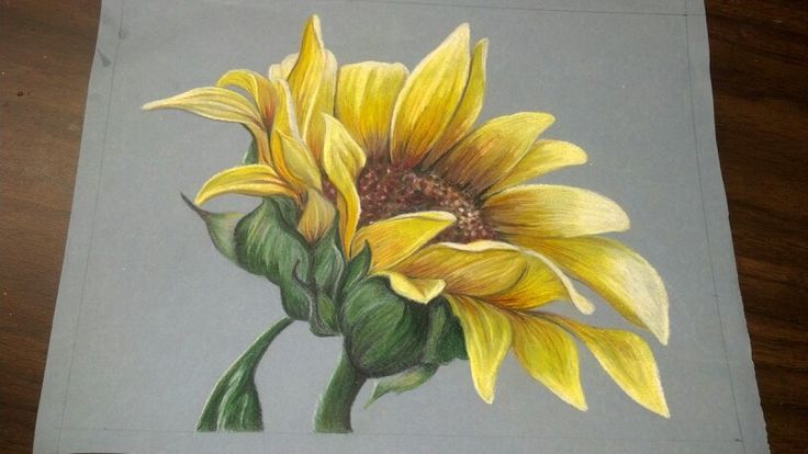 736x414 colored pencil drawings of sunflowers - Sunflower Drawing Color