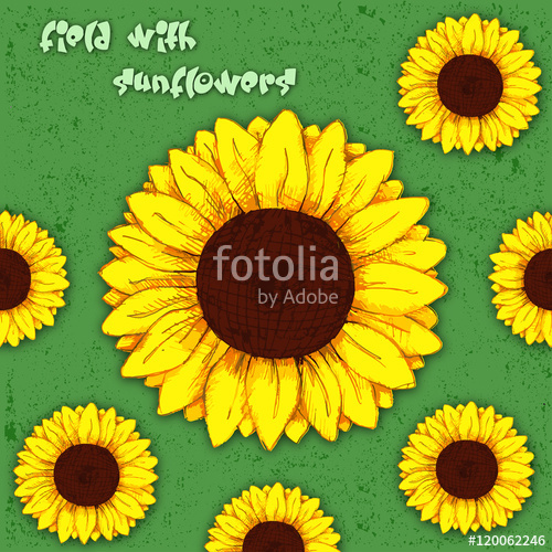 500x500 field with sunflowers sunflower flower pencil drawing color - Sunflower Drawing Color