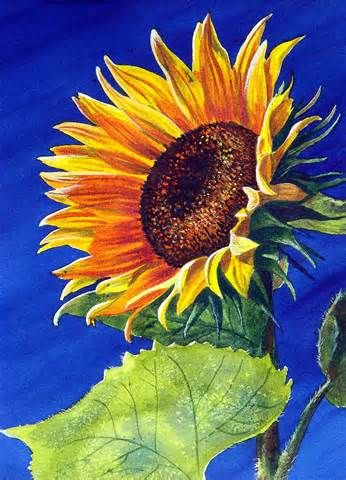 346x480 Sunflower Watercolor - Sunflower Drawing Color