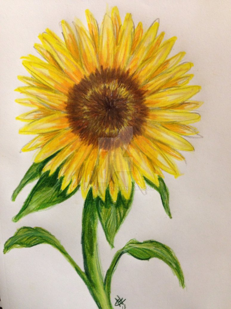 Sunflower Drawing Color At Paintingvalley Com Explore Collection