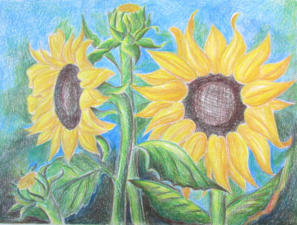 605x460 how to draw sunflowers - Sunflower Drawing Color