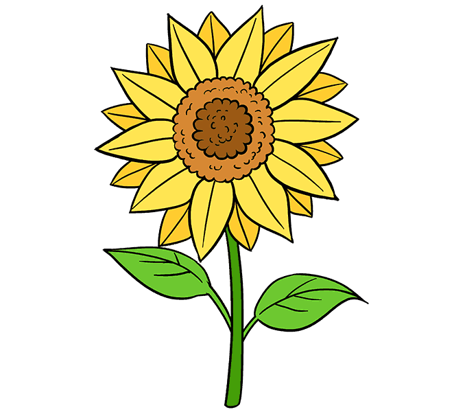 678x600 How To Draw A Sunflower Easy Step - Sunflower Drawing Color