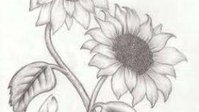 280x158 easy ways to draw sunflowers how - Sunflower Drawing Easy
