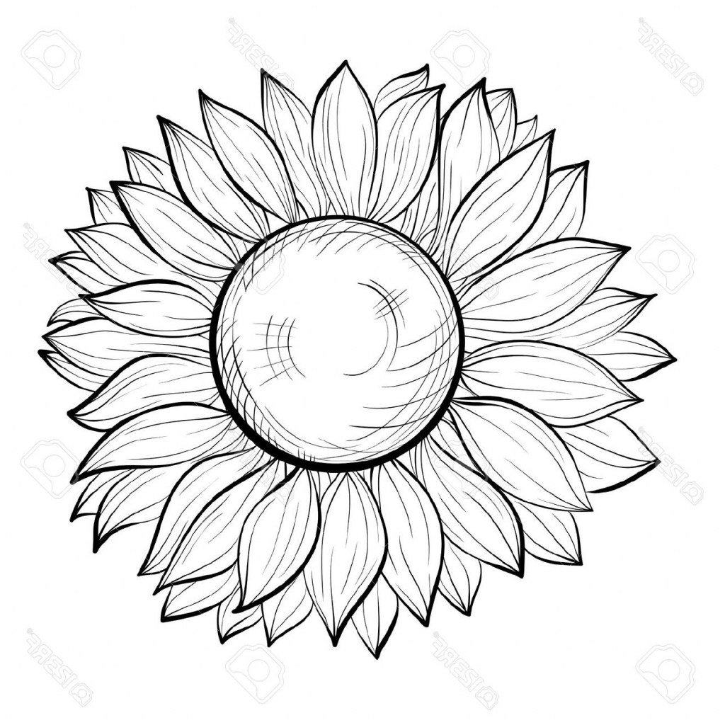1024x1024 sunflower drawing easy easy sunflower drawings gardening flower - Sunflower Drawing Easy