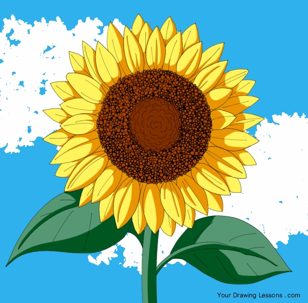 600x591 How To Draw A Sunflower Your Drawing Lessons - Sunflower Drawing For Kid