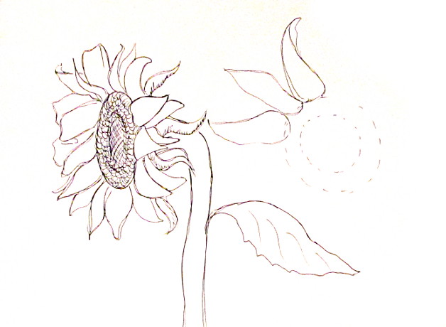 628x460 how to draw sunflowers - Sunflower Drawing For Kid