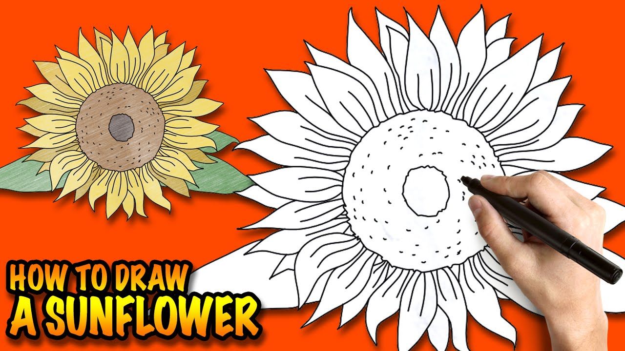 1280x720 How To Draw A Sunflower - Sunflower Drawing For Kid