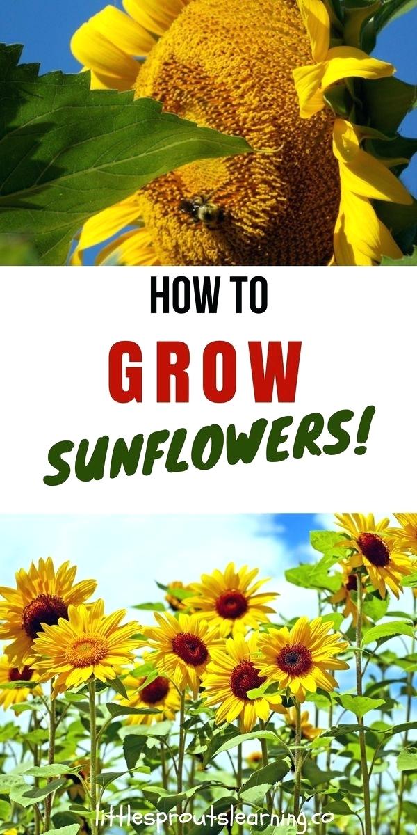 600x1200 Sunflower Drawing For Kids Easy Pencil Drawings For Kids Step - Sunflower Drawing For Kid