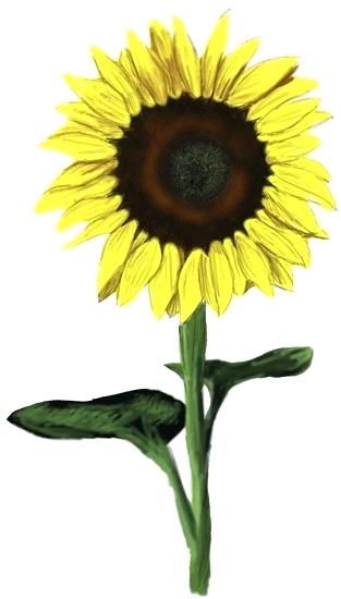 313x550 sunflower drawing for kids how to draw a sunflower video step - Sunflower Drawing For Kid