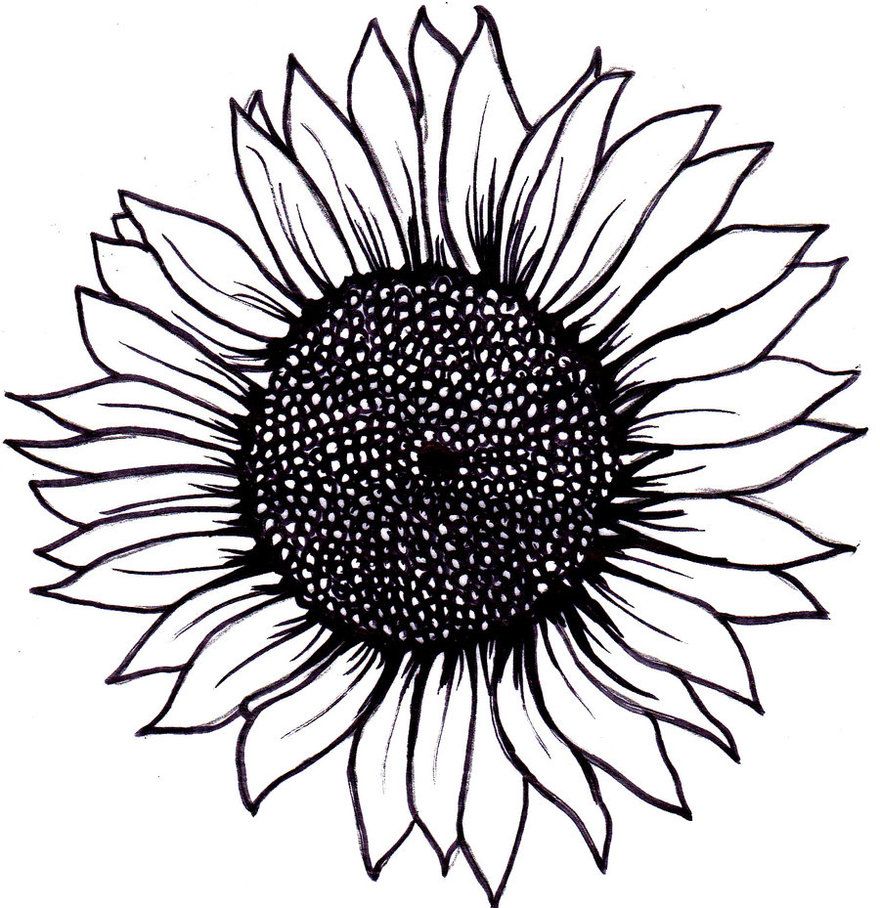 880x908 sunflower drawing simple sunflower drawing easy sunflower - Sunflower Drawing For Kid