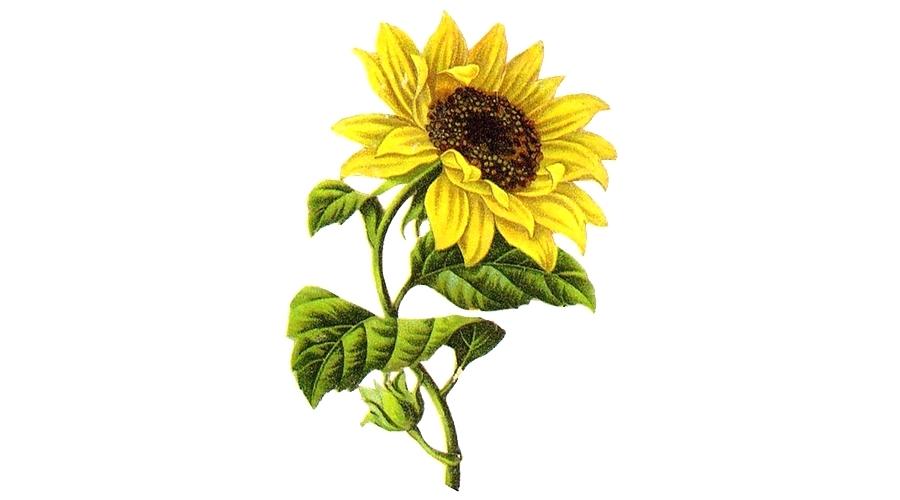 900x500 sunflower images for drawing common sunflower drawing sketch - Sunflower Drawing For Kid