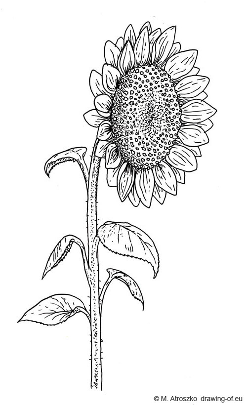 Sunflower Drawing For Kid at PaintingValley.com | Explore ...