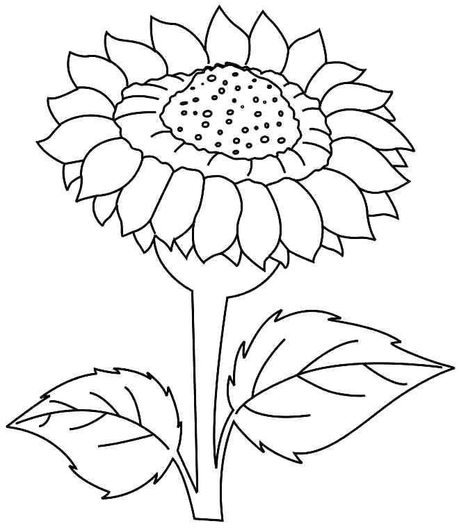 660x760 Coloring - Sunflower Drawing For Kid