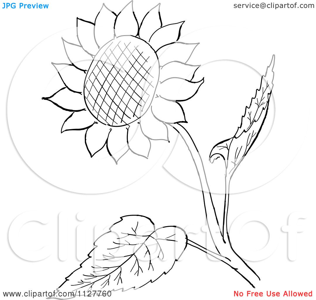 Sunflower Drawing Images Free