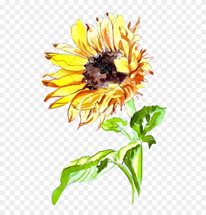 840x880 Hand Drawing Of A Watercolor Sunflower - Sunflower Drawing Images Free