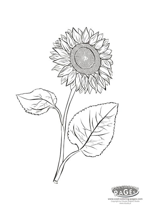 472x678 Sunflower Drawing Color At Getdrawings Com Free For Personal Use - Sunflower Drawing Images Free