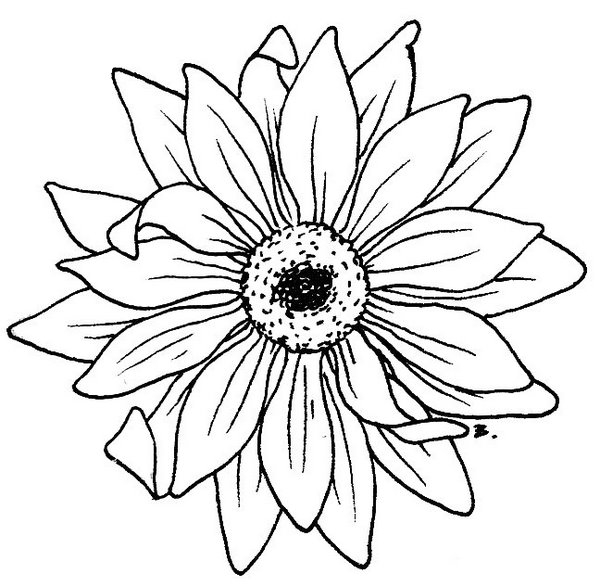 600x586 Sunflower Drawing Template At Getdrawings Free For Personal - Sunflower Drawing Images Free
