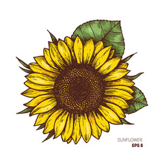 240x240 Sunflower Drawing Photos, Royalty Free Images, Graphics, Vectors - Sunflower Drawing Images Free