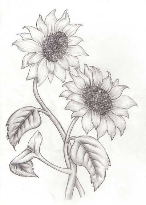 474x662 sunflower drawings sunflower drawing images free drawings - Sunflower Drawing Images Free