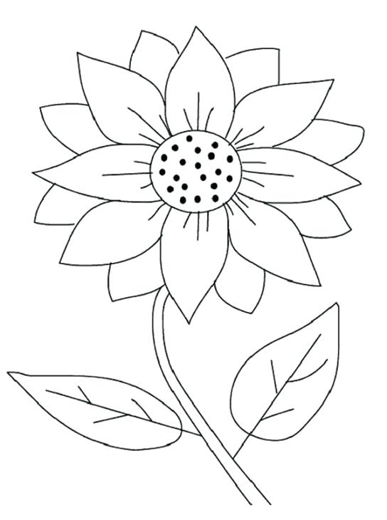 544x730 sunflower pictures to color sunflower drawing simple at free - Sunflower Drawing Images Free