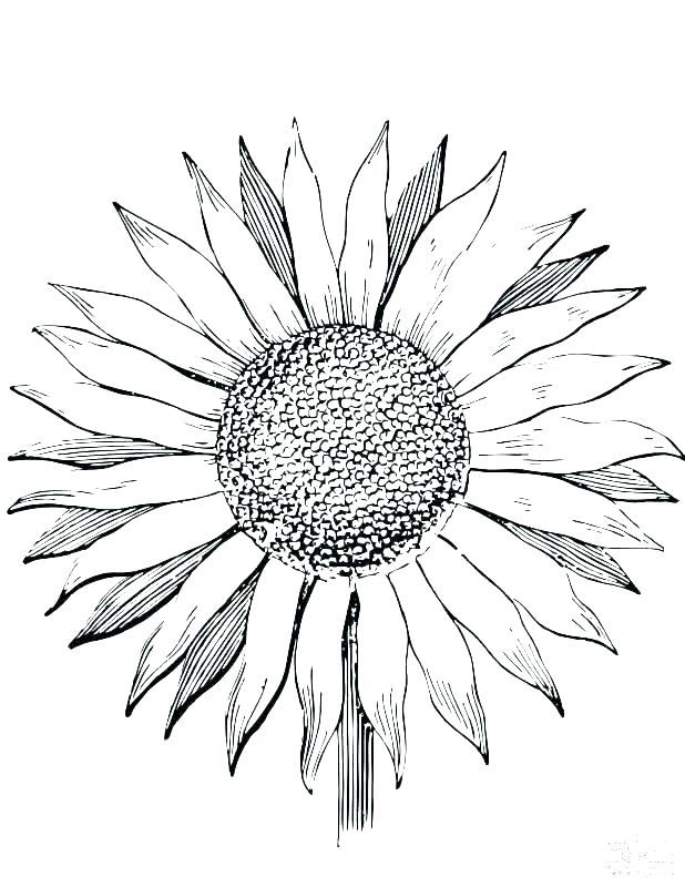 618x800 sunflower pictures to color van sunflowers drawing at free - Sunflower Drawing Images Free