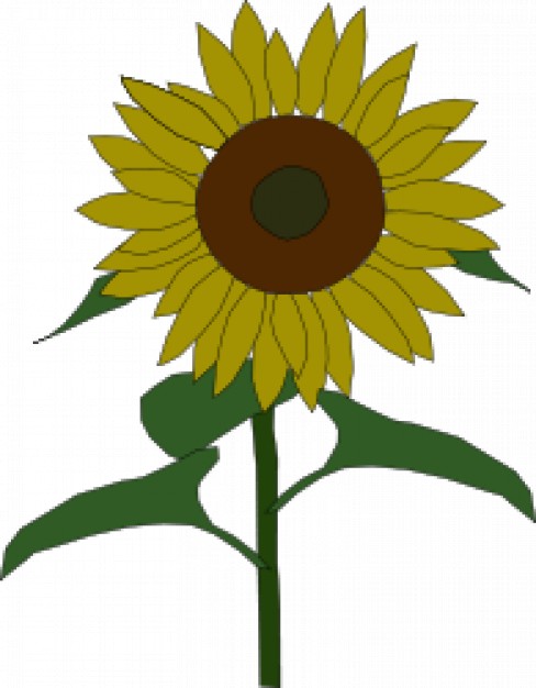488x626 Sunflower Drawing Vector Free Download - Sunflower Drawing Images Free