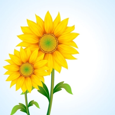 368x368 Vector Beautiful Sunflower Drawing Free Vector Download - Sunflower Drawing Images Free