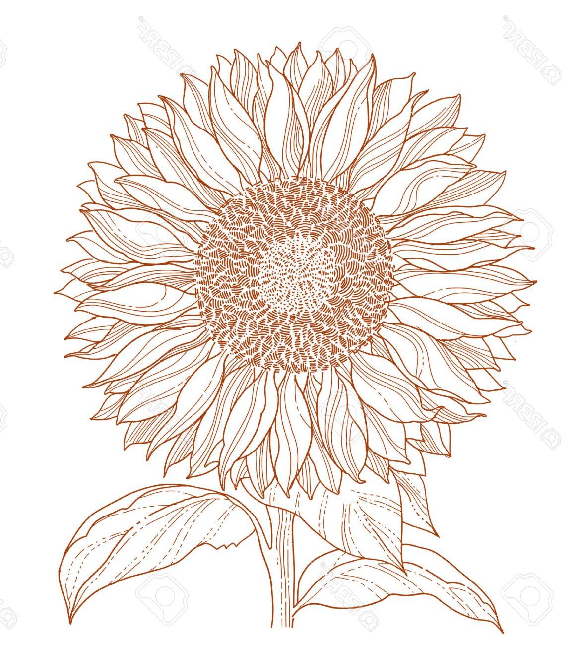 1169x1300 Best Sunflower Drawing Free - Sunflower Drawing Images Free