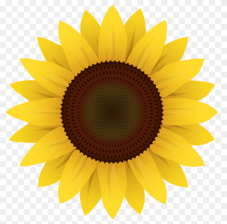 760x750 common sunflower drawing sunflower seed helianthus giganteus cc0 - Sunflower Drawing Images Free