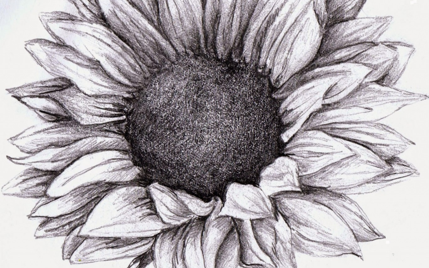 1368x855 Drawn Sunflower Drawing - Sunflower Drawing Pictures